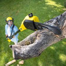  Minneapolis, MN Tree Services Pros