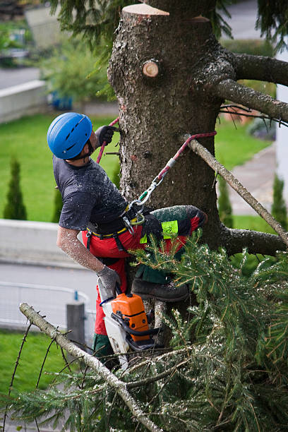 Best Tree Trimming and Pruning  in Minneapolis, MN