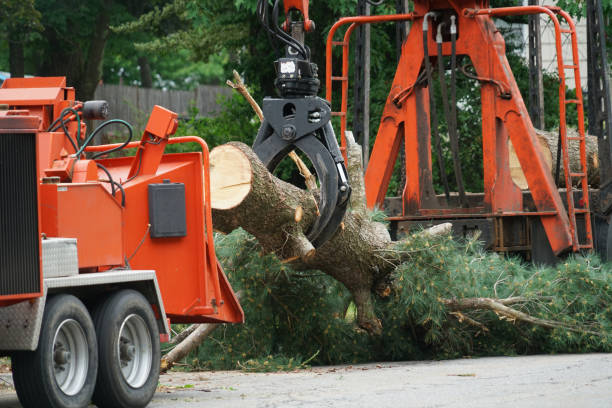 Best Lot and Land Clearing Services  in Minneapolis, MN